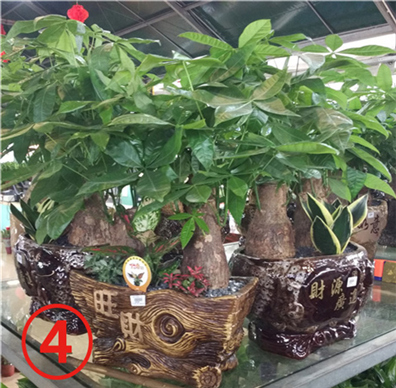 吉之象搬家送绿色植物
