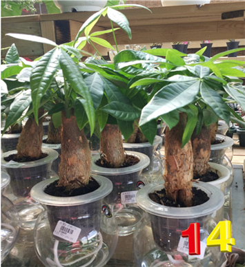 吉之象搬家送绿色植物